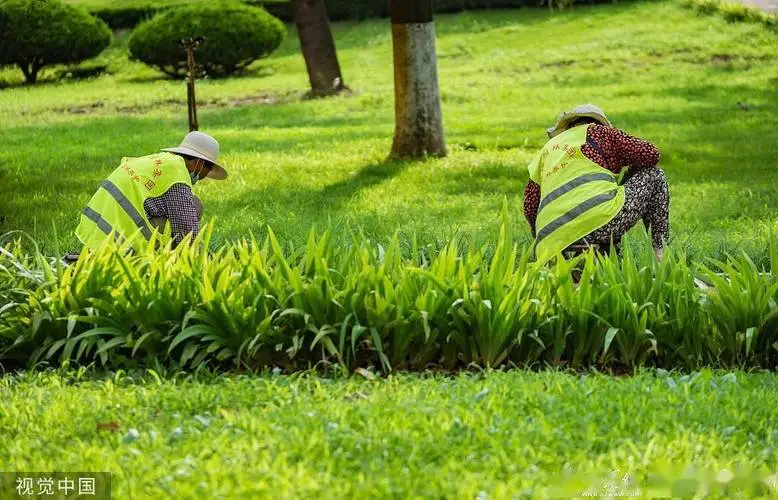 利川城市绿化带种植什么植物好 利川城市绿化带种植什么植物好
