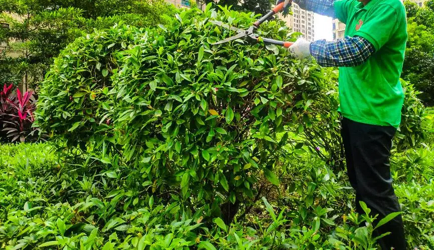 天津月牙河沿线绿化工程 天津月牙河沿线绿化工程