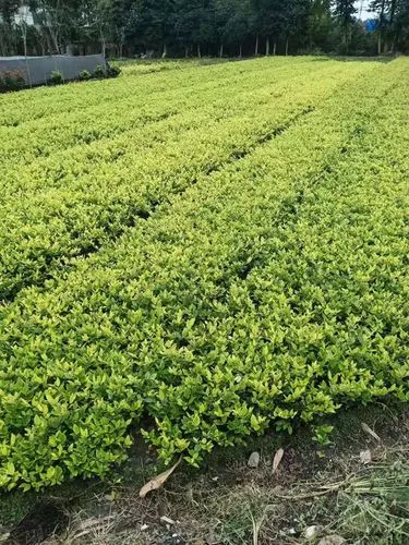 古典园林景观设计案例分析 古典园林景观设计案例分析